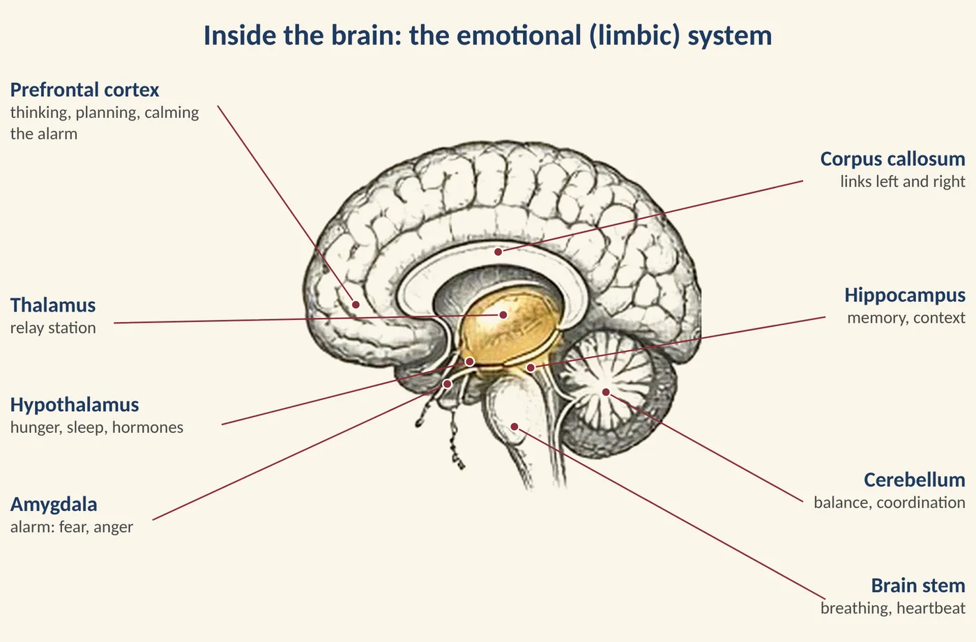 Figure 3.1 Three regions you will meet often: thinking brain, alarm and memory. (Illustration created with AI tools.)