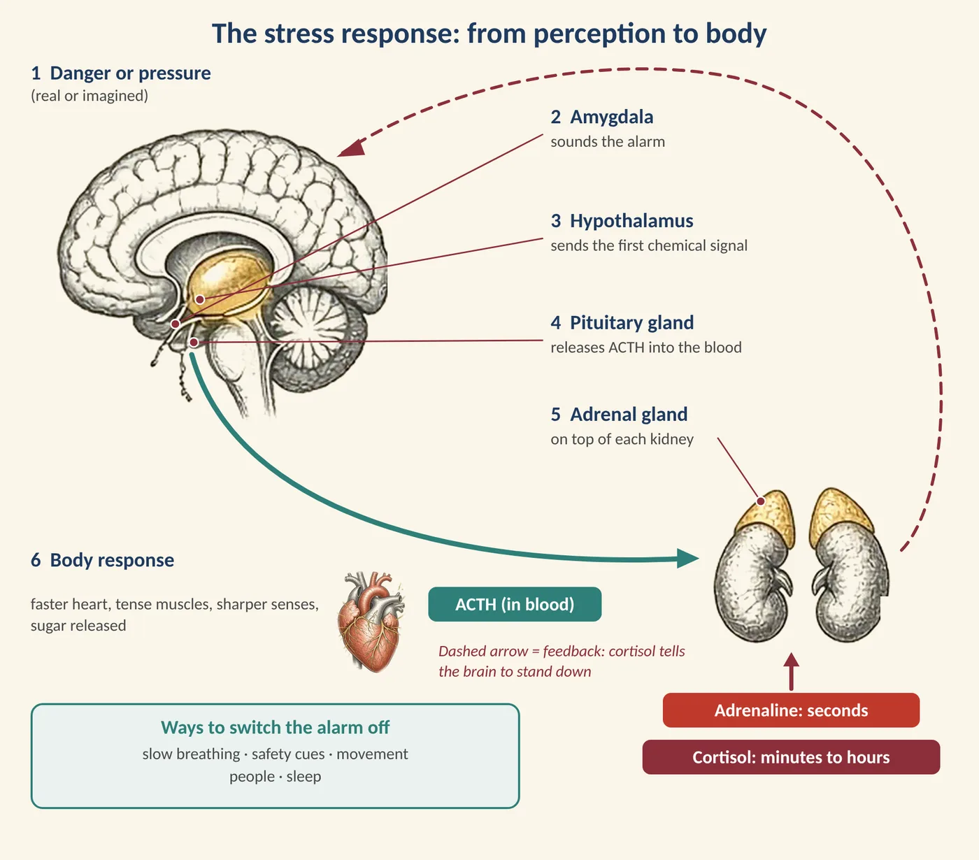 Figure 7.2 The stress response from perception to body. (Illustration created with AI tools.)