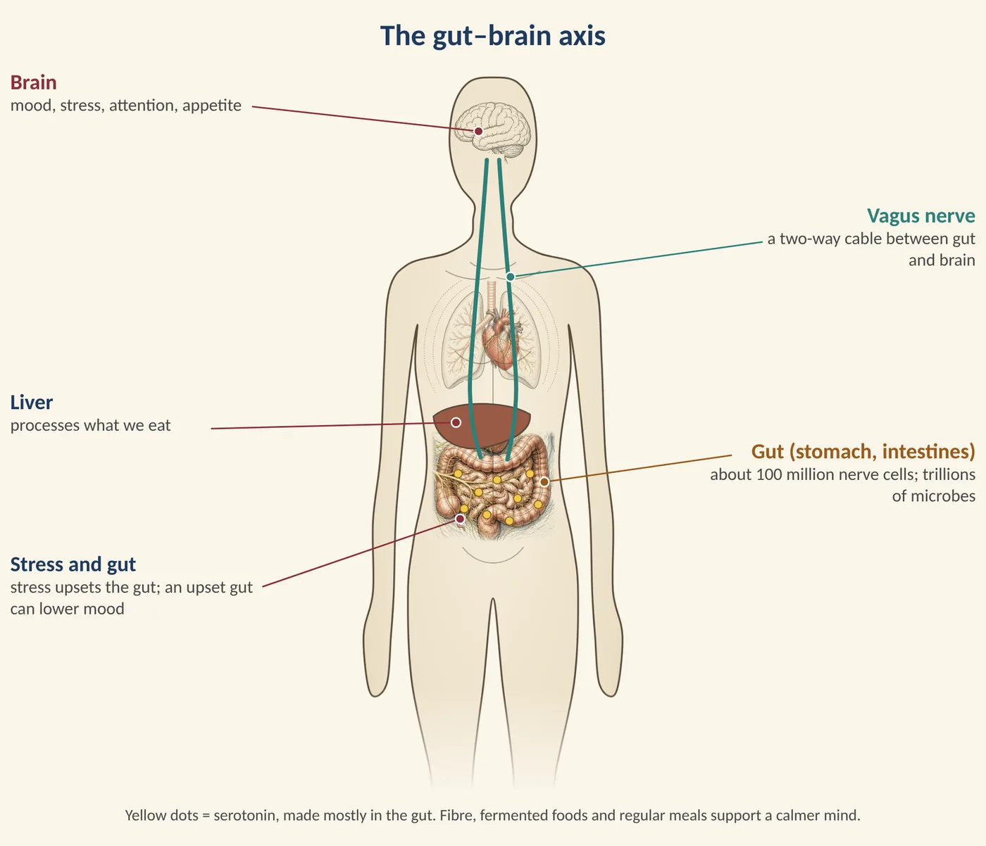 Figure 21.1 The gut–brain axis. (Illustration created with AI tools.)